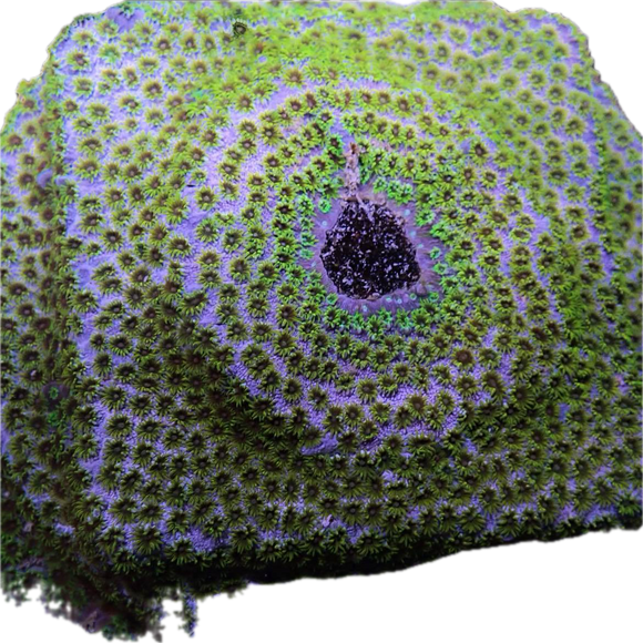 Tyree Minefield Cyphastrea Frag