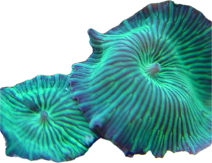 Green striped mushroom frag