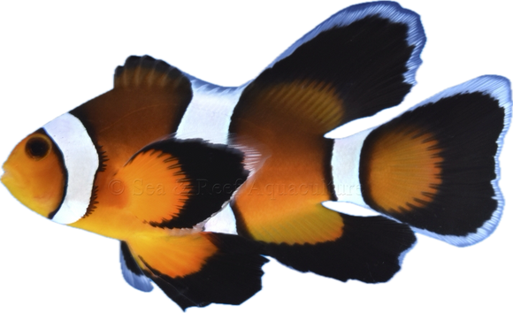 Longfin Mocha Clownfish