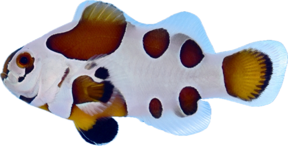 Mocha Storm clownfish