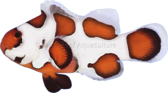 Orange Storm Clownfish