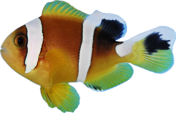 Red Sea Clownfish xlg (Show)