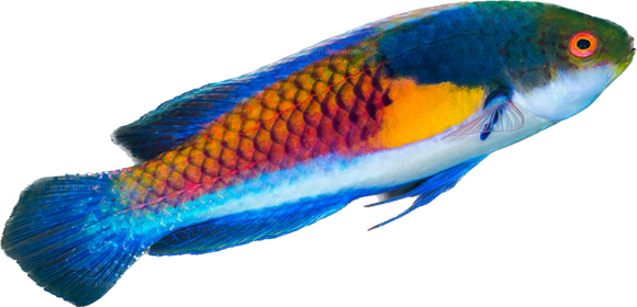 Yellow-Flanked Fairy Wrasse