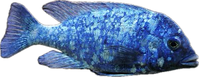 Placidochromis (phenochilus)