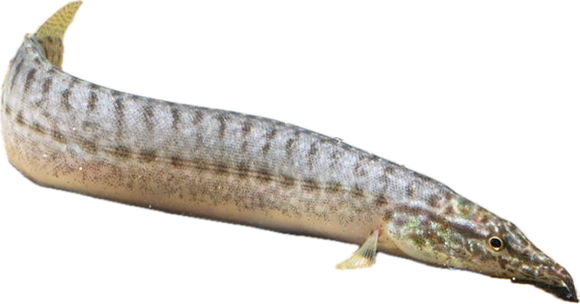 Spiny Yellow Fin Eel      (Macrognathus pancalus)