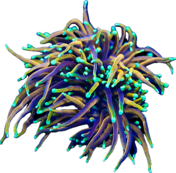 Dragon Soul Torch ( per head)