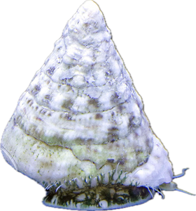 Tectus Snail (Tectus fenestratus)