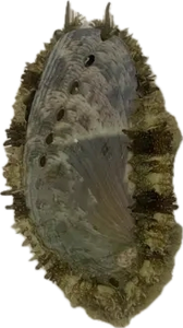 Abalone Snail (Haliotis asinina)