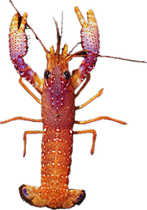 Daum's Reef Lobster (Enoplometopus daumi)