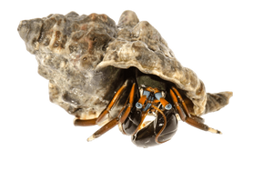 Red Blue Eyed Hermit Crab (Calcinus laevimanus)