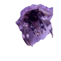 White Shell Bumble Bee Hermit Crab