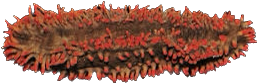 Red Footed Pygmy Cucumber (Pentacta pygmaea)