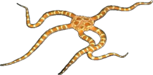 Giraffe Serpent Starfish