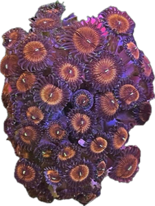 Pink Palythoa