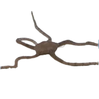 Serpent Starfish Reg
