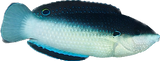 Black Backed China Wrasse