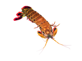 Peacock Mantis Shrimp L