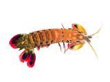 Peacock Mantis Shrimp L