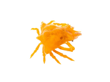 Orange Sponge Decorator Crab