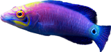 Mystery Wrasse