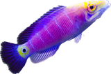 Mystery Wrasse