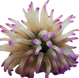 Condi Anemone