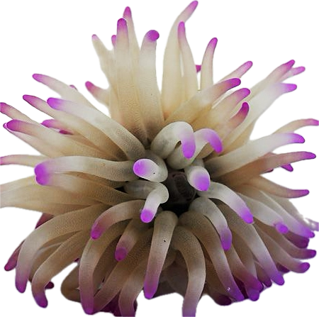 Condi Anemone