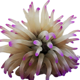 Condi Anemone