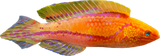 Pintail Fairy Wrasse 