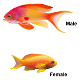 Lyretail Anthia Female