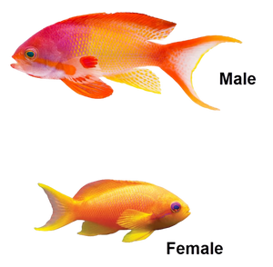 Lyretail Anthia Male