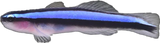 Neon Goby 
