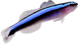 Neon Goby 