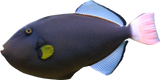 Pinktail Trigger M