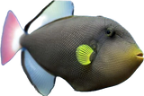 Pinktail Trigger M