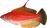 Yellowfin Flasher Wrasse M
