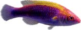 Lubbocks Wrasse (Bali)