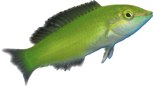 Green Coris Wrasse M