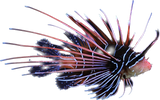 Radiata Lionfish SM