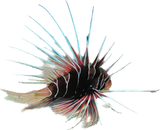 Radiata Lionfish SM