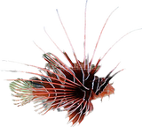 Radiata Lionfish SM