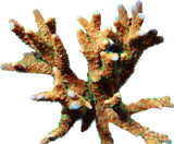 Tropicana Anacropora