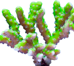 Green Anacropora Forbesi