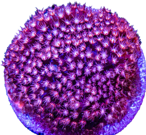 JF Pink Polyp Stylocoeniella Frag