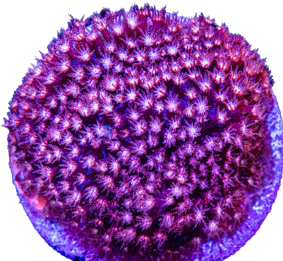 JF Pink Polyp Stylocoeniella Frag