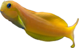 Yellow Midas Blenny M