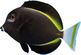 White Cheek Tang ML