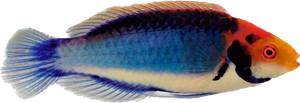 Solar Fairy Wrasse