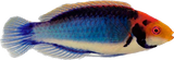 Solar Fairy Wrasse