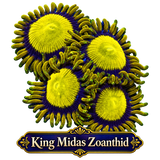 King Midas Zoa Frag